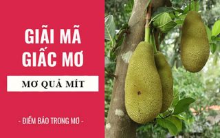 Mít là một loại trái cây có rất nhiều dinh dưỡng và đem lại hiệu quả kinh tế cao